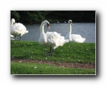 Arthur (13) swans